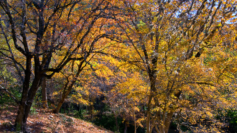 fall foliage in Texas park