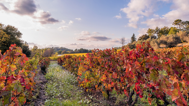 autumn vinyard leaves