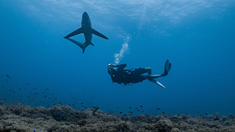 Diver with thresher shark at Monad Shoal