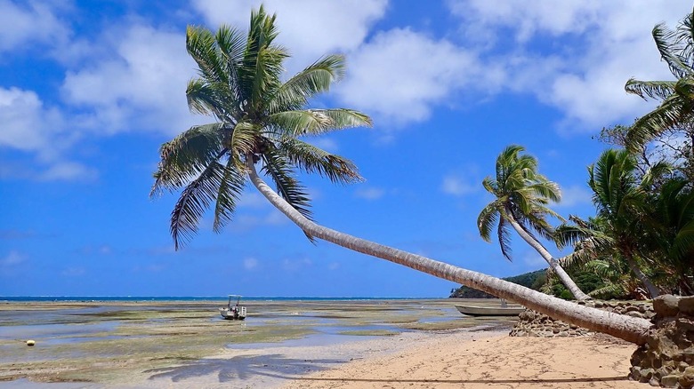 Palm tree on Ono Island