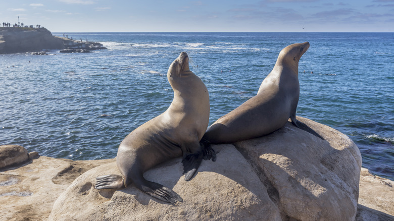 Sea lions on the coast of San Diego