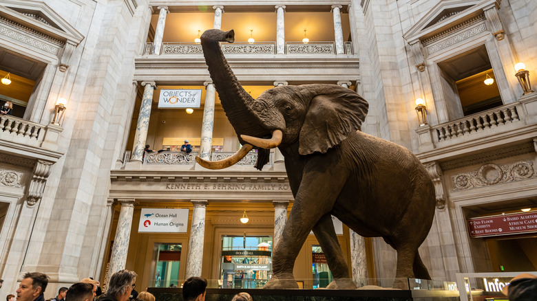 The Museum of Natural History in Washington DC