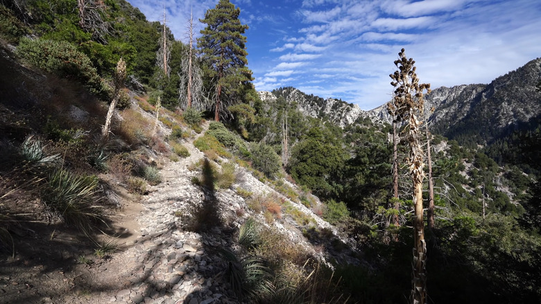 vivian creek trail into mountain socal