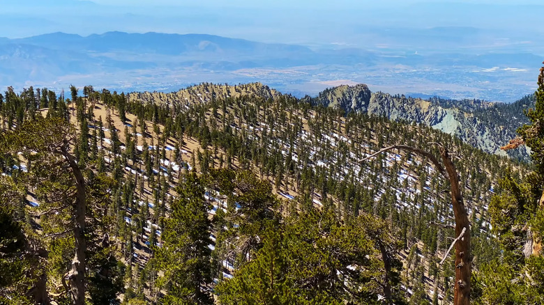 wooded mountainside view socal