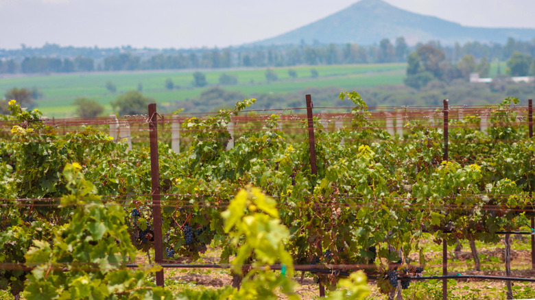 Grape vines at a vineyard in Querétaro, Mexico