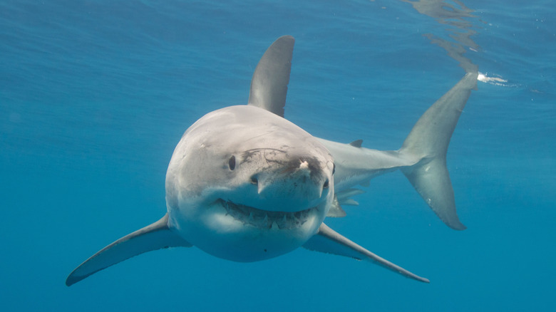 Great white shark in the water