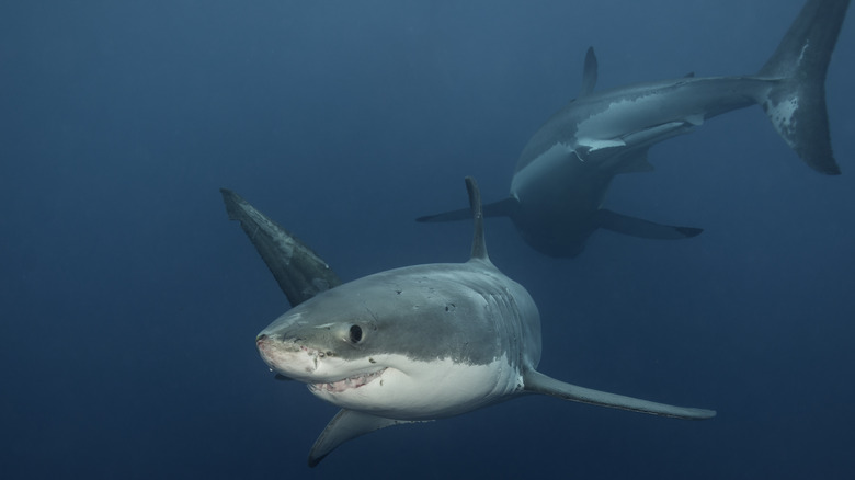 Great white sharks in the water