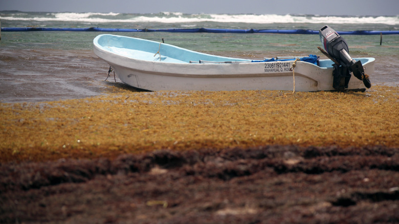 Sargassum in Mexico