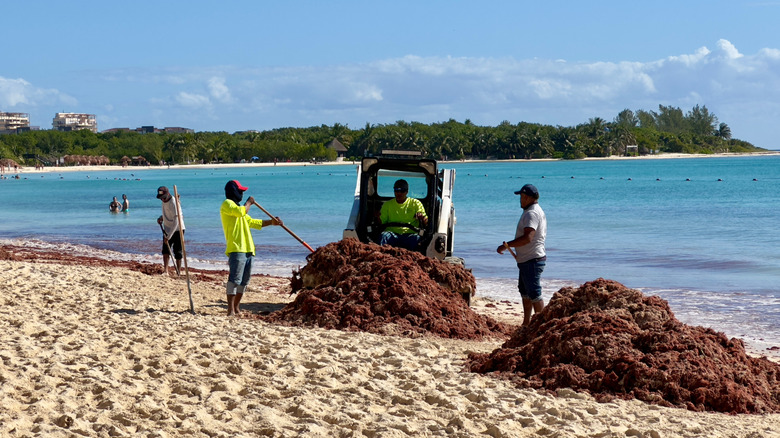 Removing sargassum from a beach in Mexico