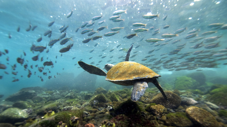 Turtles swimming in Galapagos