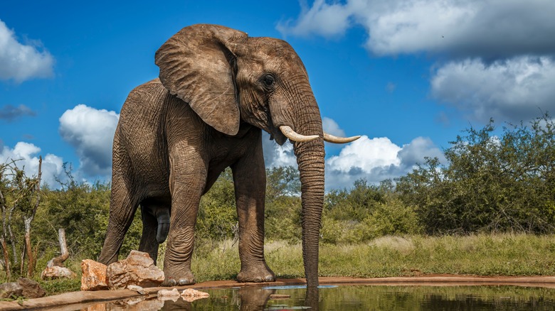 African bush elephant drinking from a watering hole in Kruger National park, South Africa.