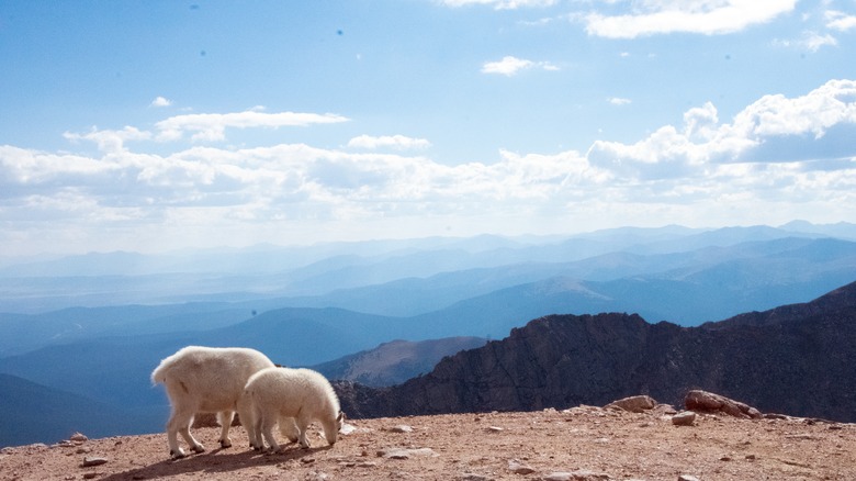 Goats on Mount Blue Sky