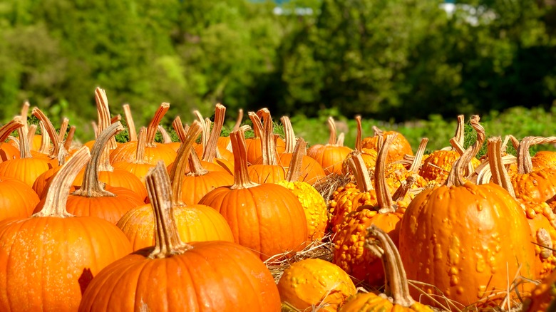 Pumpkin patch with trees