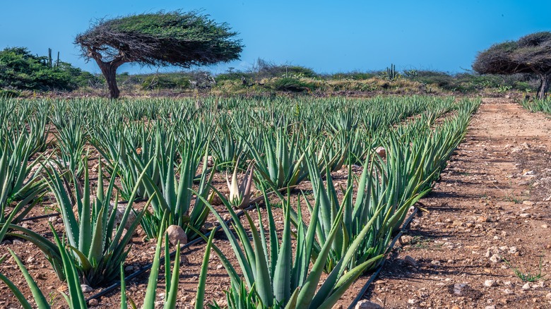 Aloe plants in Aruba