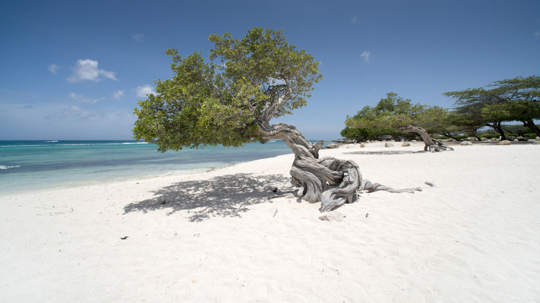 Eagle beach in Aruba