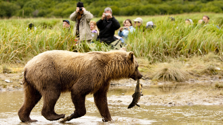 People watching bear walk with fish in mouth