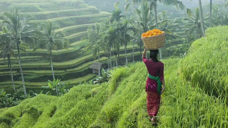 Woman carrying a basket on Ubud's rice fields