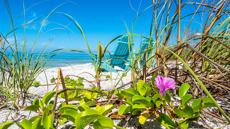 Longboat Key beach with chairs and flowers