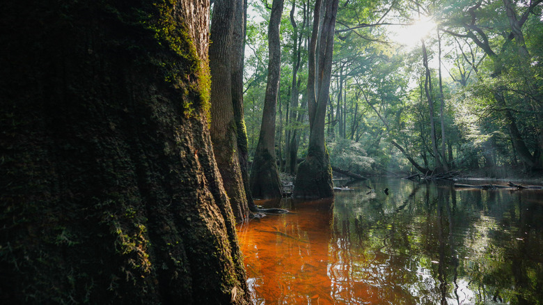 Sun reflecting on Congaree National Park floodplain