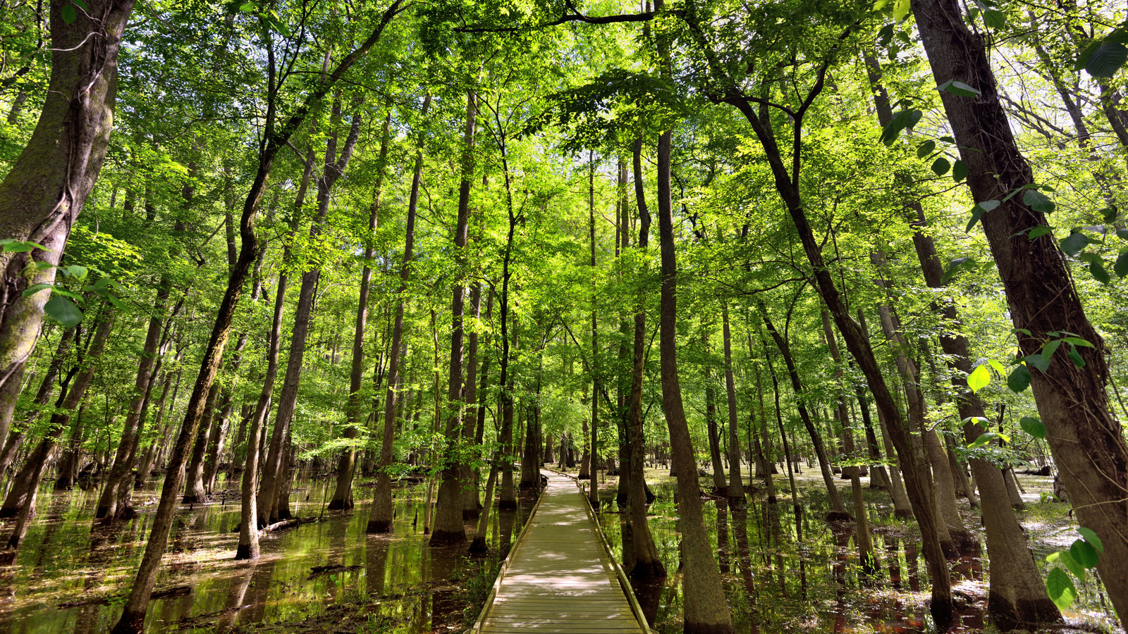 The Uncrowded National Park In South Carolina Hiding One Of The World's 