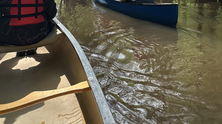 Canoers in Congaree National Park