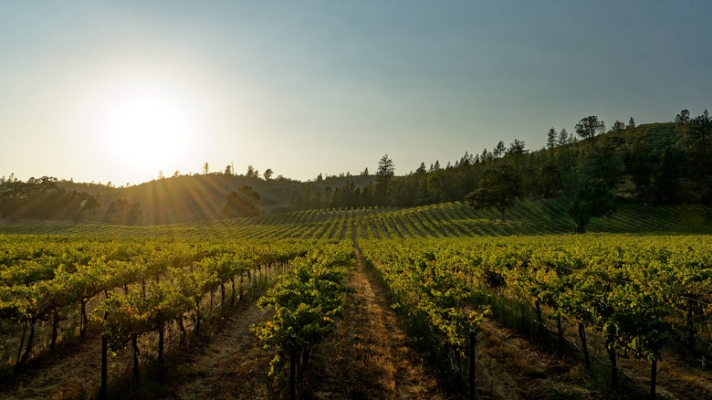 Vineyards in California