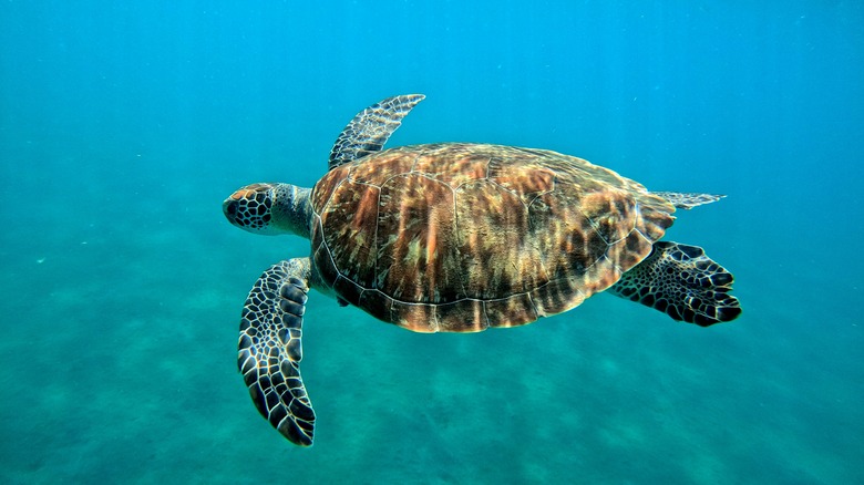 Sea turtle underwater in Guadeloupe.