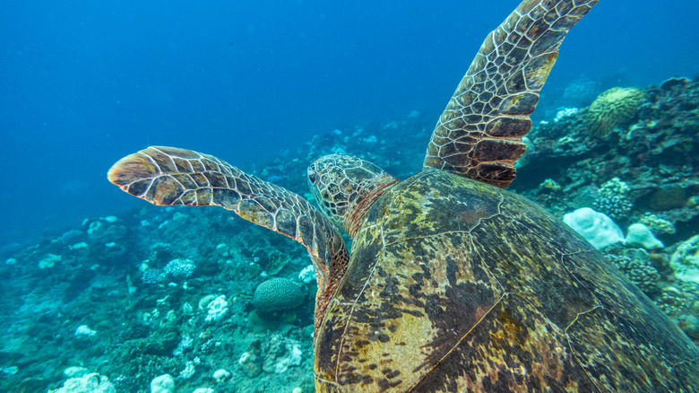 Sea turtle in Xiaoliuqiu