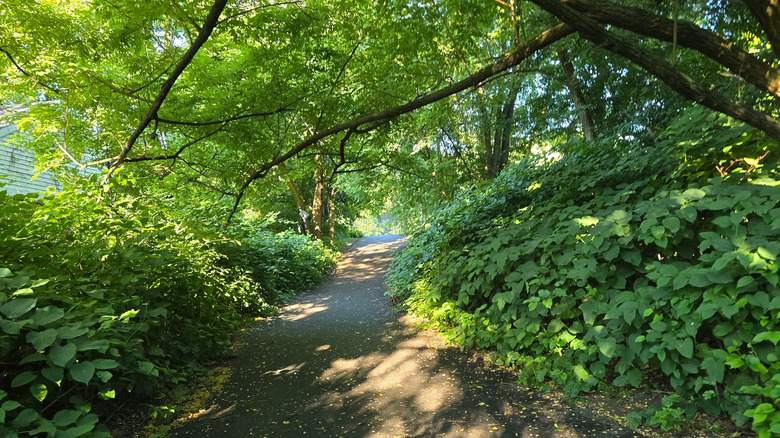 The lush canopies of Forest Park in Queens