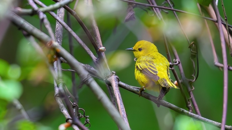 Yellow warbler on a branch in Forest Park