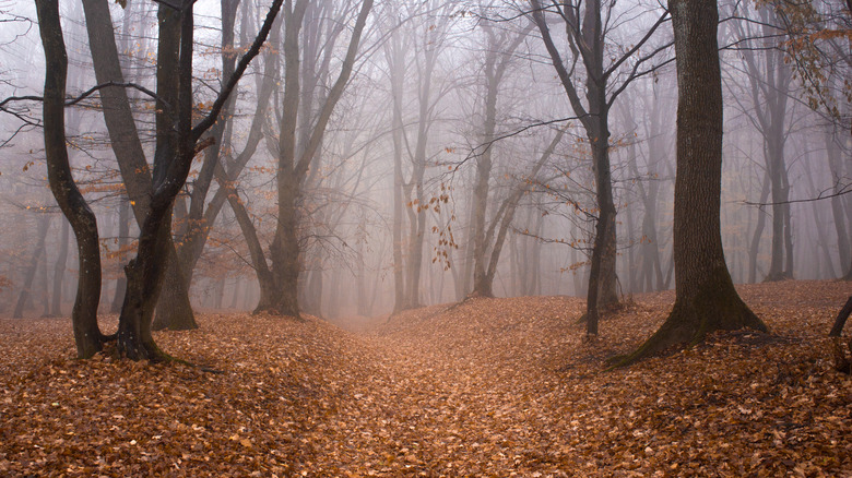 Haunted Hoia Baciu Forest in Romania