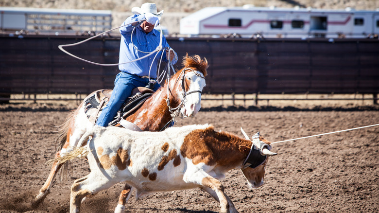 A cowboy roping a steer in Wickenburg, Arizona