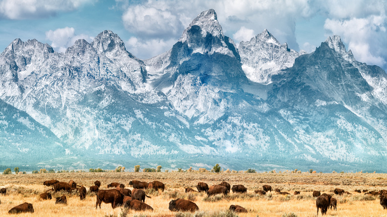 Bison grazing in Grand Teton National Park