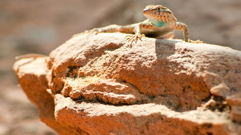 A desert Lizard
