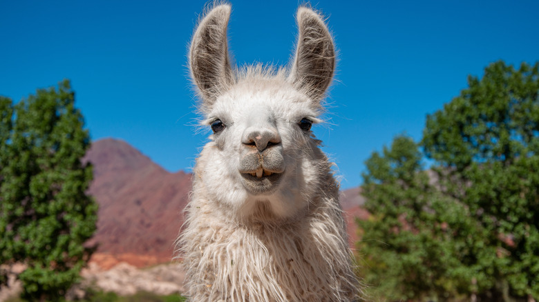 a llama in an outdoor setting