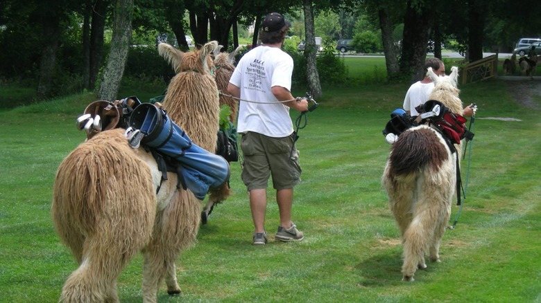 llama caddies at sherwood forest golf club in north carolina