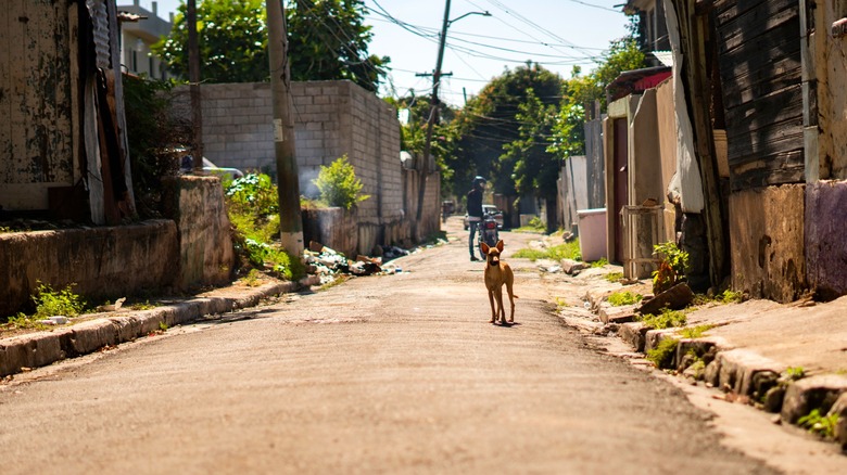 dog in jamaican slum