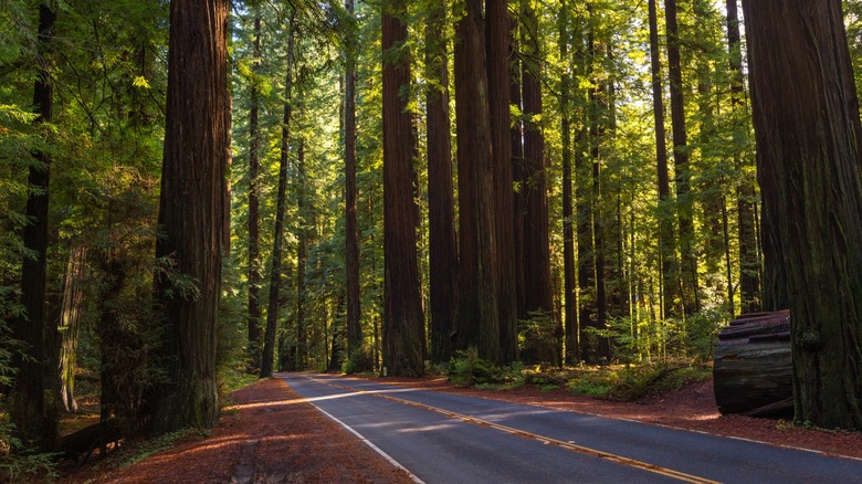 Redwood trunks in Humboldt Redwoods State Park