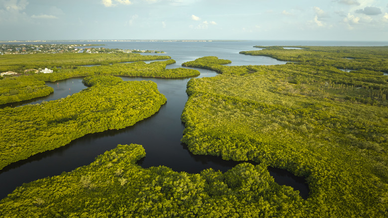 Everglades National Park aerial