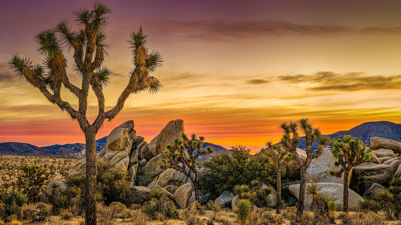 Joshua Tree National Park sunrise