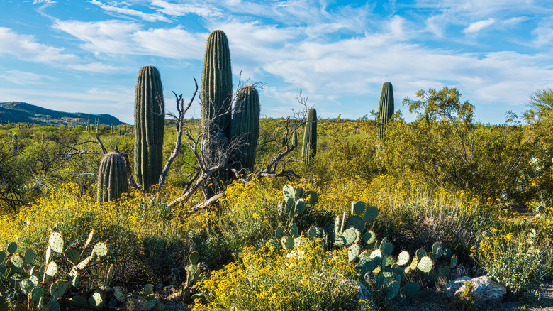 Saguaro National Park cacti