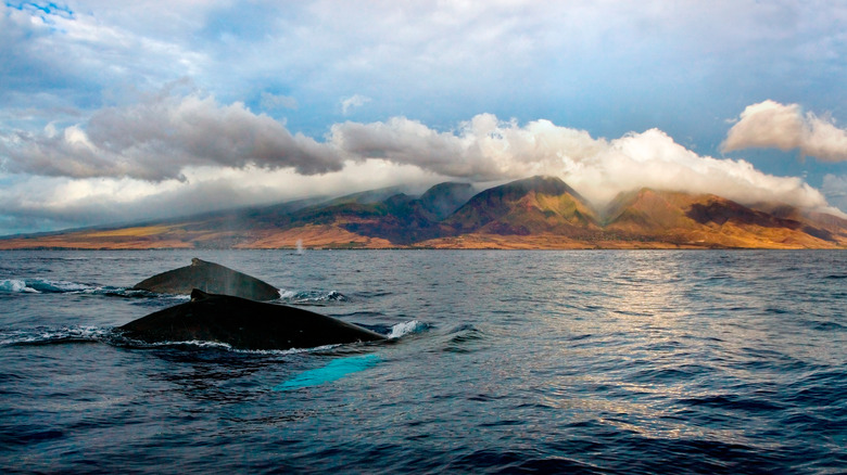 Humpback whales swimming off the coast of Maui