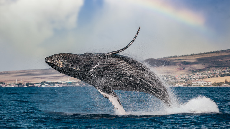 Humpback whale breaching beneath a rainbow off the coast of Maui