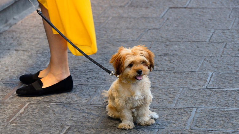 Woman outdoors with her small dog on a leash