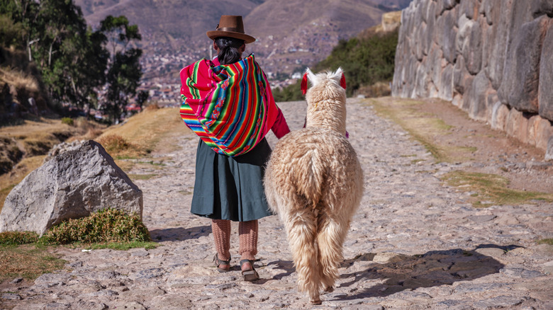 local woman walks streets of cuzco with alpaca