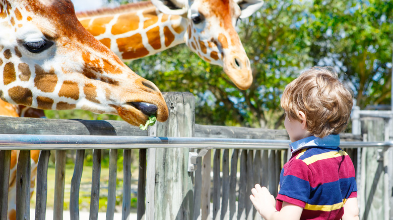 Feeding giraffes at Zoo Miami