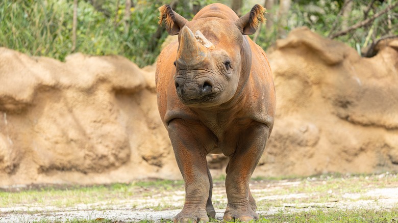 Black rhino at Zoo Miami