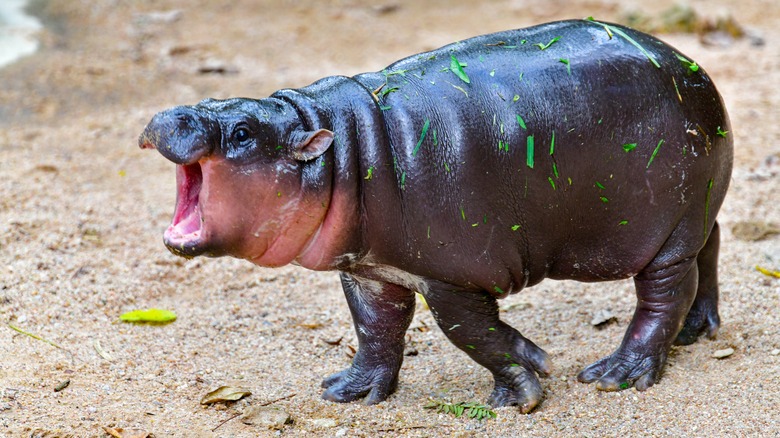 Pygmy hippo