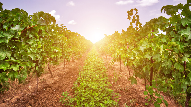 Rows in grapes vines in Ontario vineyard