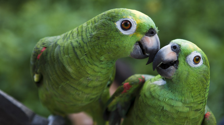 Two green parrots with large beaks sit together